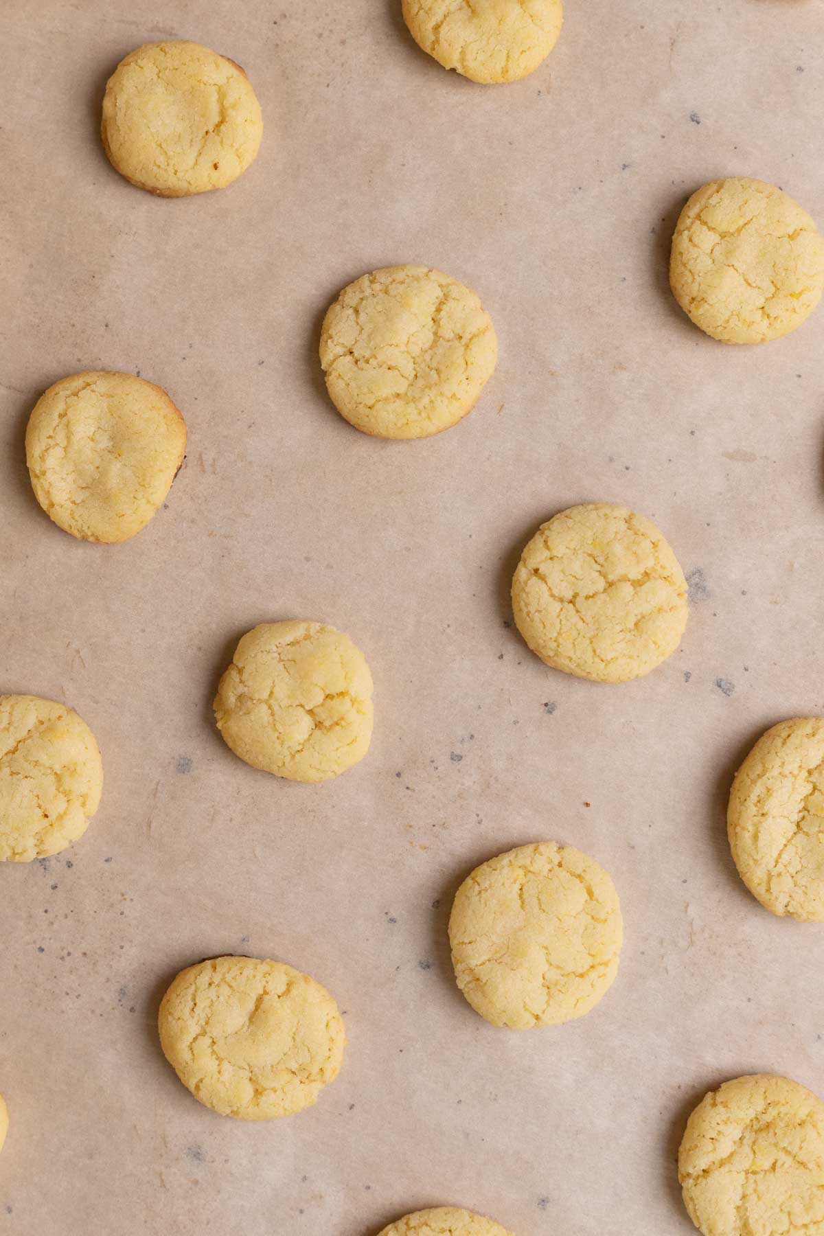 Nilla Wafer Cookies (Copycat) on parchment and baking sheet after baking