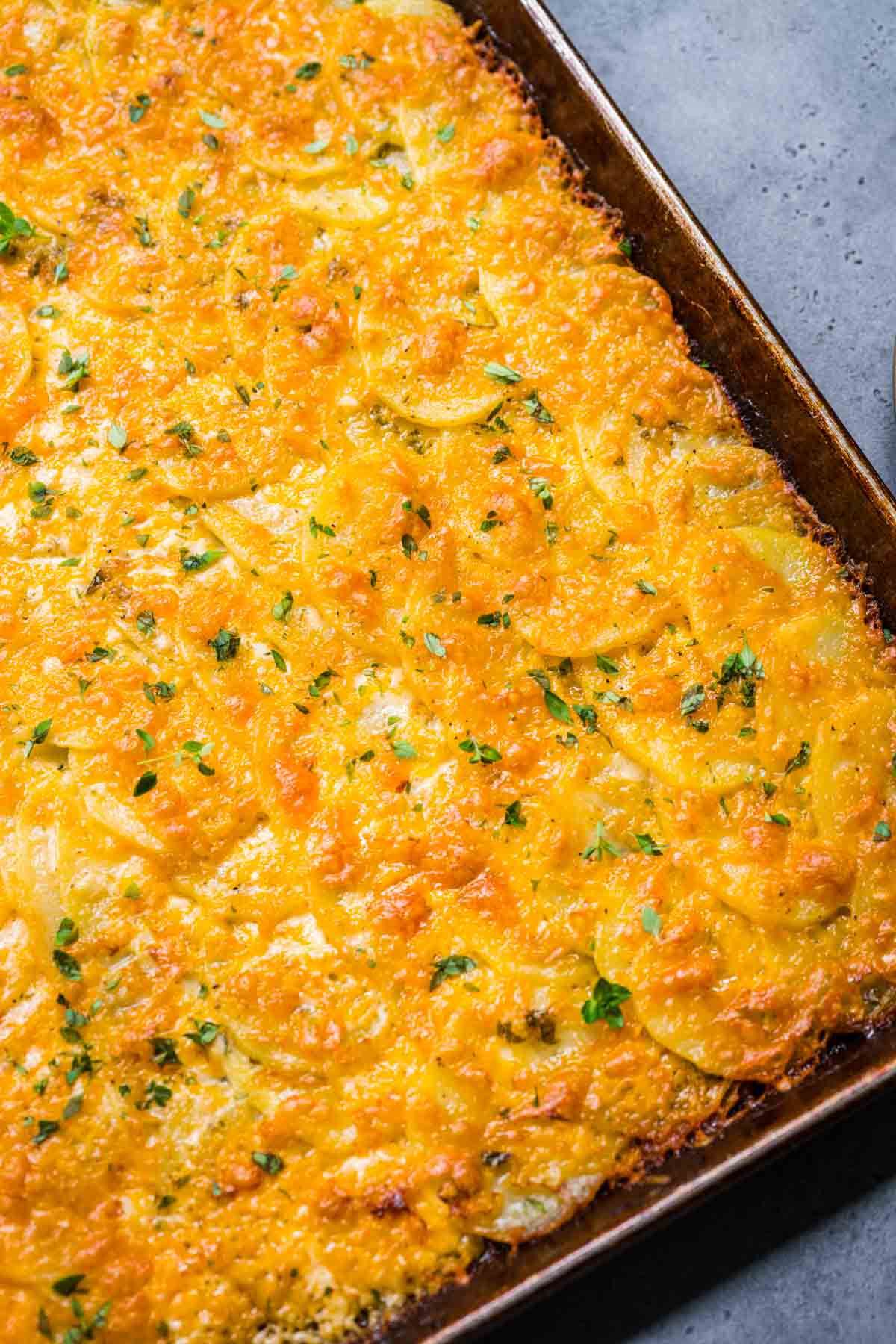 Sheet Pan Scalloped Potatoes finished on sheet pan not cut