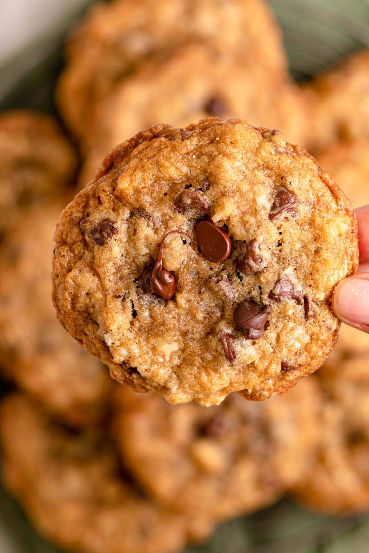 Doubletree Chocolate Walnut Cookies closeup in hand