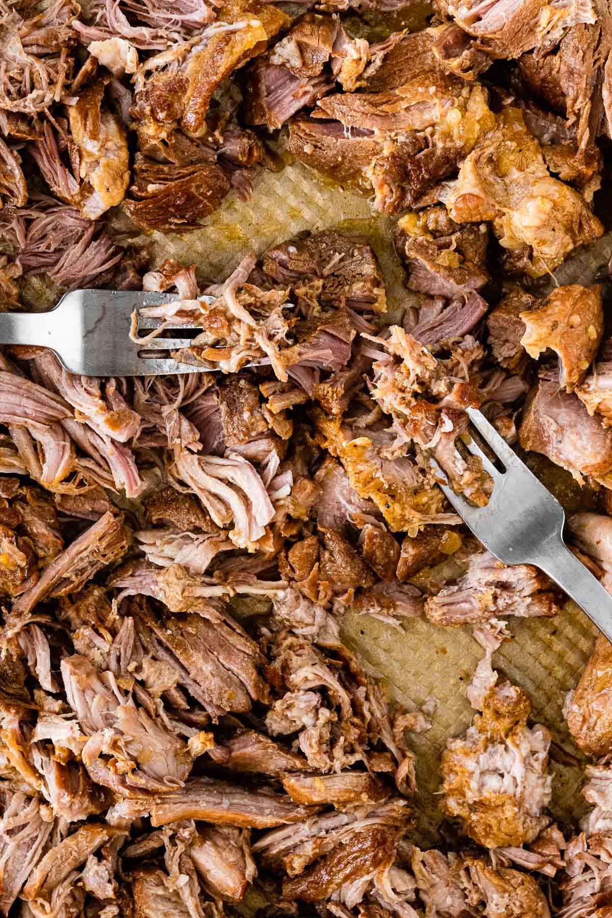 Instant Pot Pork Carnitas shredding cooked meat pieces on baking sheet with forks