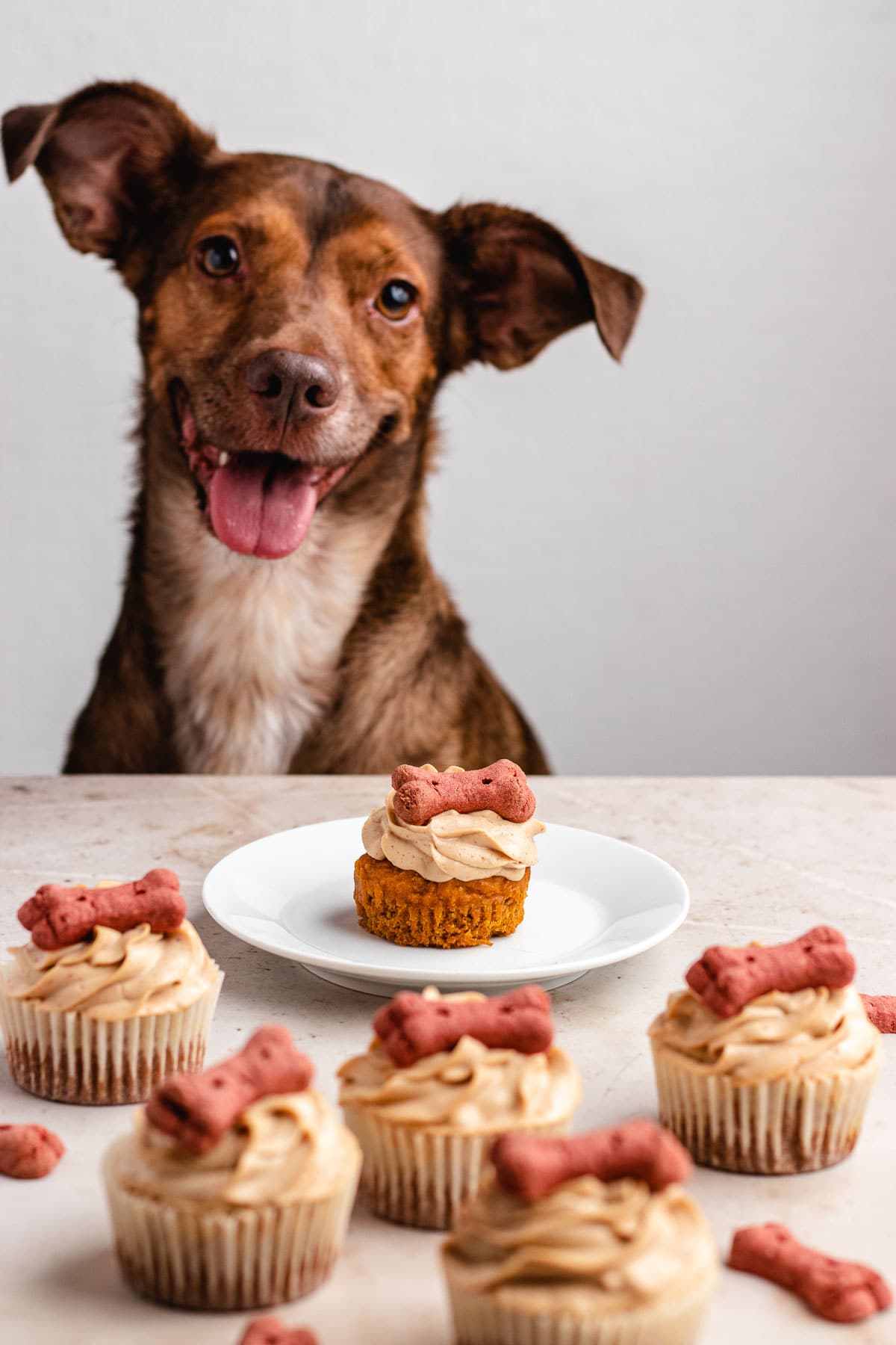 Dog Cupcakes Pupcakes brown dog with cupcake on plate and more cupcakes spread out in front of plate