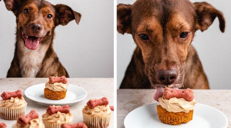 Side by side shot of dog enjoying homemade treat